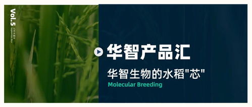華智產品匯 技術先行，以生物技術驅動水稻育種創新