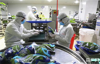中央媒體探秘全球最大植物工廠，解鎖新興光生物產業的生物技術密碼